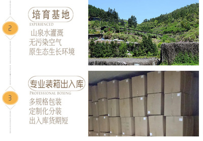 金針菇干貨 無硫食用菌農產品在酒店與工業(yè)領域的批發(fā)應用