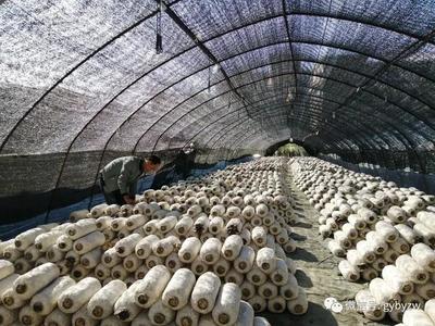 全力打造“產業新城、品質白云”系列報道之一 構建綠色健康新標桿——白云區食用農產品產業高質量發展觀察